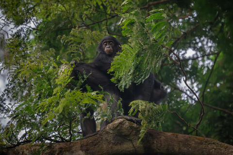 A bonobo youngster rides on it's mothers back and looks out at the photographer in the DRC, Africa