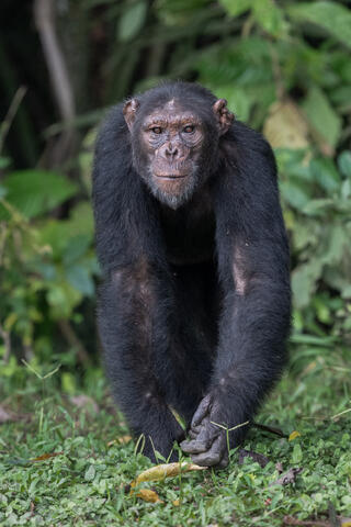 An adult chimpanzee walks directly toward the camera in the Congo, West Africa. 