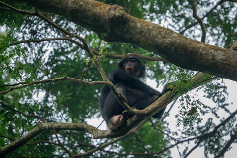 A female bonobo pauses, its mouth filled with fruit, while foraging in the early morning in DRC, Africa.