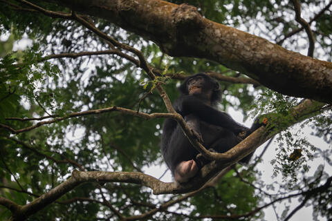 A female bonobo pauses, its mouth filled with fruit, while foraging in the early morning in DRC, Africa. 