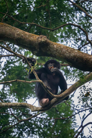 A bonobo sits on a tree limb eating its morning meal of local ripe fruit.