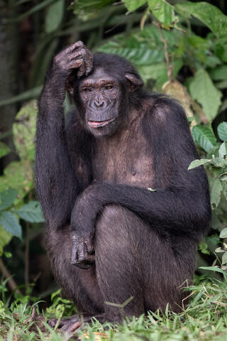 An adult chimpanzee sits and scratches its head and appears to be thinking in the Congo, West Africa. 