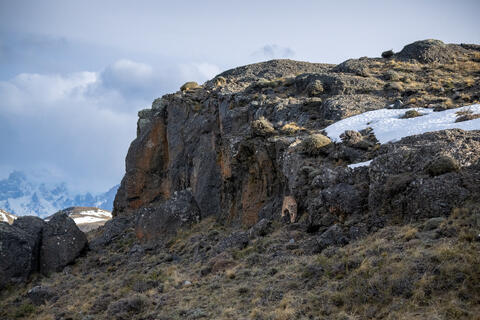 A puma, cougar, mountain lion walks among the rocky cliffs of Patagonia, Chile in south America in winter. Mountains rise up in the background. 