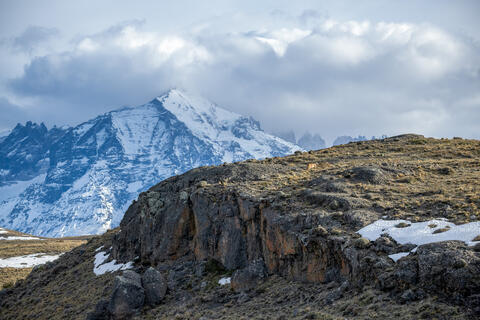 A pumas traverses the wide open Patagonian steppe near Torres del paine national park with snow-capped mountains and the towers visible in the background