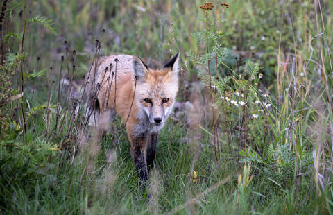 A red fox looks at the camera as it makes its way through the brush in Wyoming in the fall