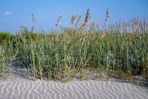 Sea Oats are shown with a rippled sand dune that the sea oats are helping to stabilize. 