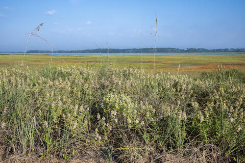 SC Salt Marsh 