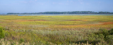 Salt Marsh Panorama