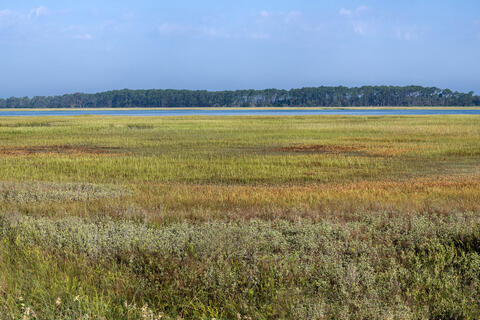 Carolina Salt Marsh