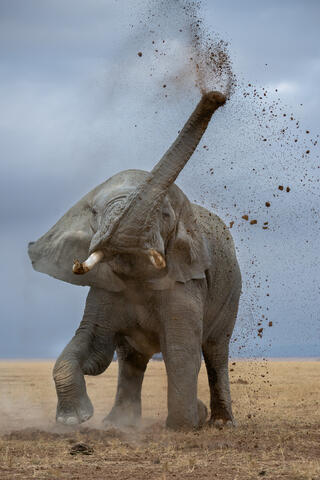 A bull elephant in musth explodes upward spraying dirt and exhibiting its strength during a display of intimidation. 