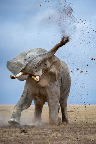 A bull elephant in musth explodes upward spraying dirt and exhibiting its strength during a display of intimidation. 