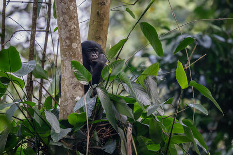 A Bonobo stares at the photographer, a strange visitor to his forest home in DRC, Africa