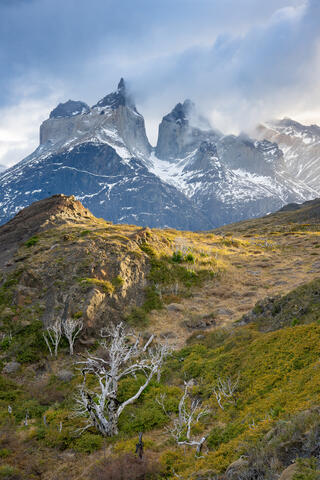 Bleached out skeletons of dead trees add interesting features to this image of the cuernos del Paine in chiles Torres del Paine national park. 
