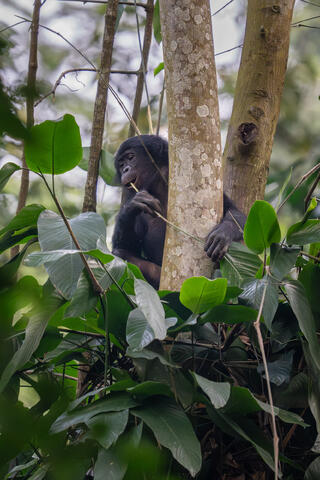 A bonobo chews on a leaf stalk during its early morning foraging in the DRC, Africa