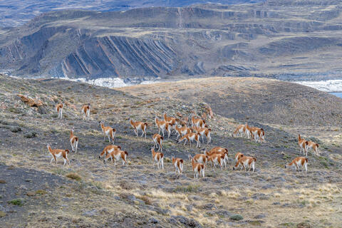 A herd of gaunacos forsge in a valley in patagonia in torres del paine national park in chile
