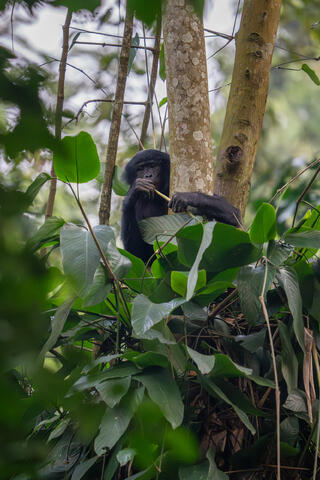 A bonobo forages in the early morning hours in the democratic republic of the congo (DRC), Africa. 
