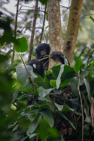 A bonobo forages in the early morning hours in the democratic republic of the congo (DRC), Africa. 