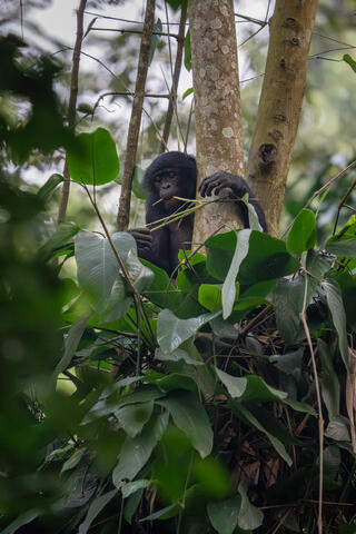 A bonobo chews on the stalk of a leaf during one of its early morning forages for food in the DRC, Africa