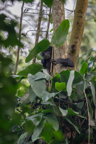 A bonobo looks out from its perch in a tree during its morning food foray in the DRC, Africa