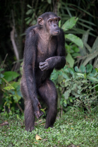 An adult chimpanzee stands and looks off into the distance in the Congo, west africa. 