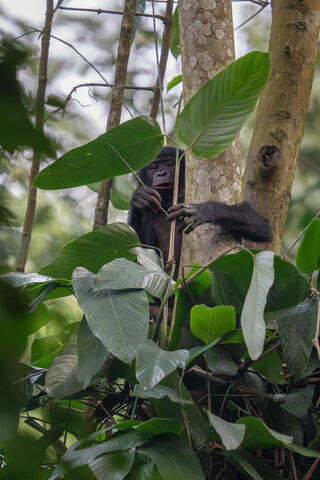 A bonobo looks out from its perch in a tree during its morning food foray in the DRC, Africa