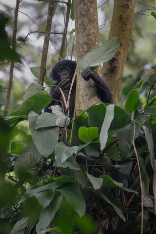 A bonobo forages for food in the DRC, Africa