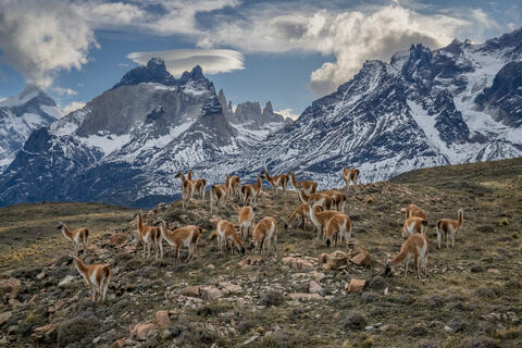 Guanacos gather in a herd in front of the Paine mastif during the winter with mountains in view in the background. 