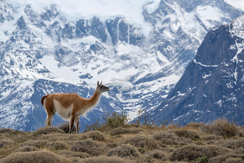 An alert guanaco scans the environment in torres del paine national park and preserve in chile  while standing in front of the paine mastif. 