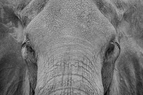 A frontal view of an elephant showing a close-up of the face and eyes.