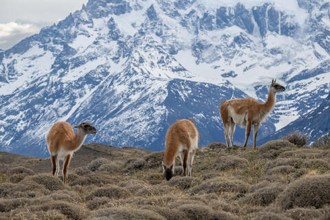 Guanacos pictured in front of the paine mastif in torres del paine national park and preserve. 