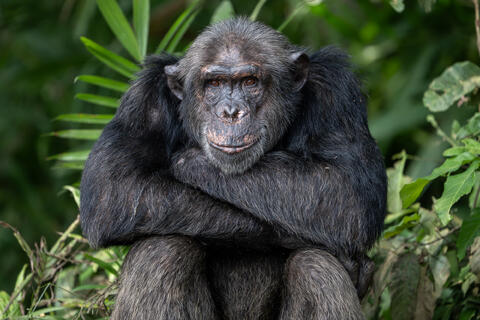an adult male chimpanzee looks a the camera and appears to be contemplating or thinking in the congo, west Africa. 