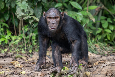 An adult chimpanzee gestures forward while on the ground in the Congo, West Africa. 