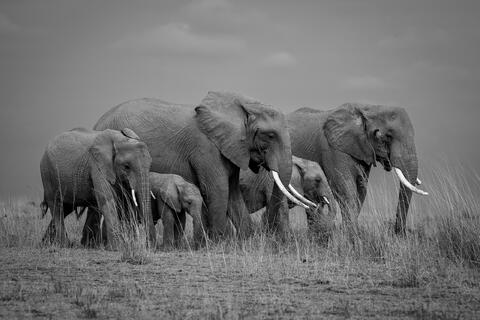 An elephant family parades through the dry grass and lakebed in Kenya in the dry season in amboseli national park 