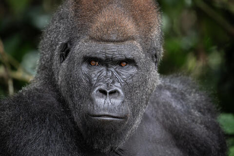 A close up facial image of a western lowland silverback gorilla in congo, west africa. 
