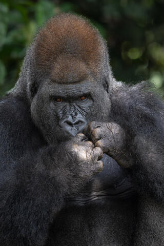 A western lowland gorilla silverback male eating in congo, west africa. 