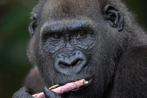 A close up image of a male western lowland gorilla eating sugar cane in congo, west africa. 