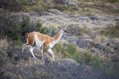 A single quanaco traverses the scrub in the patagonian steppe in torres del paine national park. 
