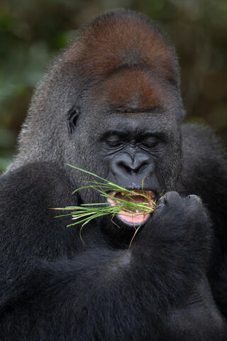 A close up image of a silverback male western lowland gorilla eating foliage in congo, west africa