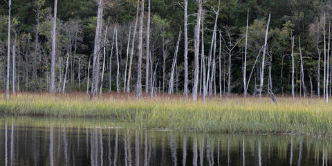 Black water, Blackwater, Dead, Fall, Flora, Foliage, River, Sampit, flowing, intrusion, kingdom, plant, plants, rivers, salt...