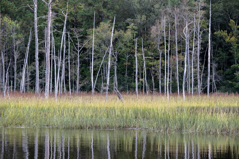 Black water, Blackwater, Dead, Fall, Flora, Foliage, River, Sampit, flowing, intrusion, kingdom, plant, plants, rivers, salt...