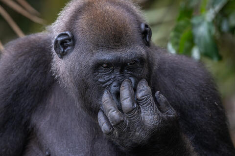 A close up shot of a western lowland gorilla scratching its face and showing its hand in the congo, west africa. 