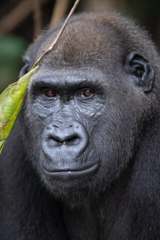 Close up image of a western lowland gorilla male in Ccngo, west africa. 
