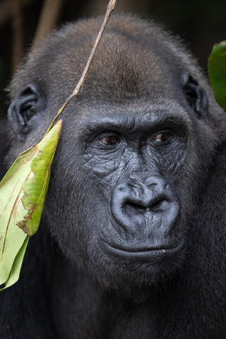 A close up image of a western lowland gorilla make in congo, west africa. 