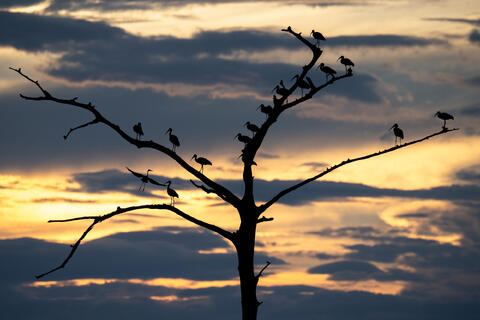 Ibis Roosting at Sunset
