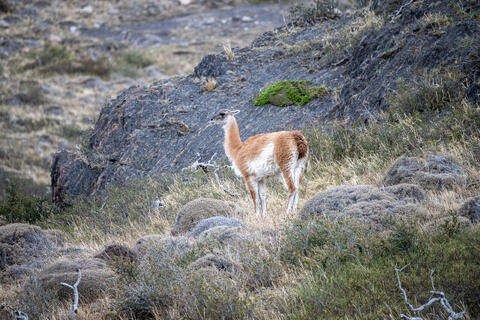 A single quanaco  on the lookout in patagonia in torres del paine natioanl park in chile. 