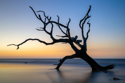 A lone tree in the surf is isolated by the tides at sunrise on a boneyard beach on south carolina's bull island
