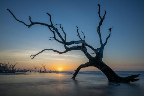 The sun rises on bull island in SC at the boneyard beach showing dead trees in the water as the tide falls