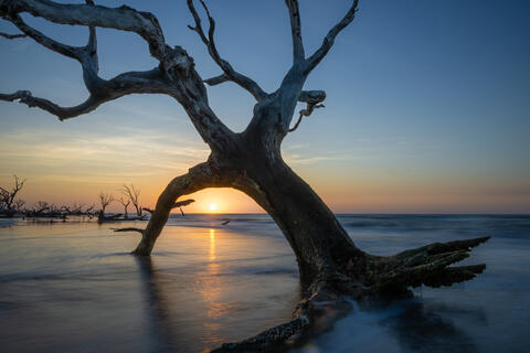The sun rises at south carolinas bull island at the boneyard beach containing skeltons of trees being swallowed by the surf
