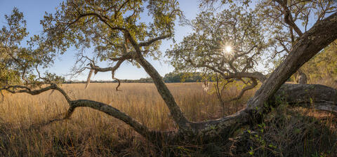 A salt marsh is viewed through the sinewy limbs of a southern live oak near sunset in the spring. 