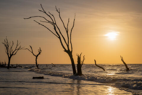 The sun rises at south carolinas bull island at the boneyard beach containing skeltons of trees being swallowed by the surf.